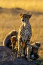 Vertical of a cheetah with its babies in a meadow in Masai Mara national reserve, Kenya, Africa Royalty Free Stock Photo