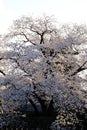 Vertical Cherry blossoms sakura tree branches on white isolated sky background, sakura flower turn full blooming against white sky Royalty Free Stock Photo
