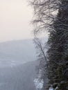 Vertical cliff, trees above the cliff Royalty Free Stock Photo