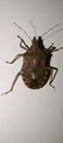 Vertical close picture of brown Brochymena insect on wall