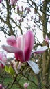 Vertical close-up blossoming magnolia pink tree branches at bright sunny day Royalty Free Stock Photo
