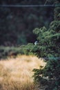 Vertical close-up of a blue jay (Cyanocitta cristata) resting on a pine tree branch looking aside Royalty Free Stock Photo