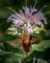 Vertical close up of a clearwing hummingbird moth feeding on a flower