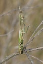 Vertical close up on the conehead mantis, Empusa pennata