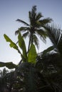 Vertical close up contrsasty day shot of tall palm trees with large green leaves, branches and coconuts on a blue sky background. Royalty Free Stock Photo