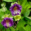 Vertical close-up cup-and-saucer vine flowers (Cobaea scandens) in a garden