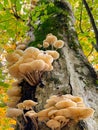 BOTTOM UP: Detailed shot of tinder fungi growing in a vibrant forest in fall. Royalty Free Stock Photo