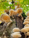 VERTICAL: White tree mushrooms grow on the side of a moss-covered tree trunk. Royalty Free Stock Photo