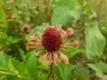 dried up zinnia elegans flower growing in the wild