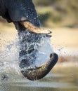 Vertical close up on elephant`s trunk spraying water in Khwai Okavango Delta Botswana