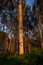 Vertical close-up of eucalyptus trunk with white birdhouse at sunset in summer.