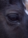 Vertical close up of the eye of an Hannoverian mare Royalty Free Stock Photo