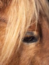 Vertical close up of the eye of a piebald pony