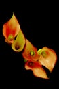 Bunch of delicate mini red orange calla lillies against dark background