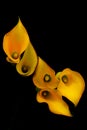 Five delicate mini yellow calla lillies against dark background