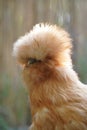 Vertical close up of a fluffy silkie chicken