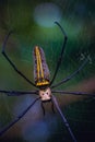 Vertical close-up of a giant Golden Orb Web spider Nephila pilipes Royalty Free Stock Photo