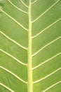 Vertical Close-Up of Giant Taro Leaf. ElephantÃ¢â¬â¢s-ears. Alocasia Macrorrhizos. Big Green Leaves Royalty Free Stock Photo