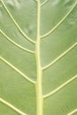 Vertical Close-Up of Giant Taro Leaf. ElephantÃ¢â¬â¢s-ears. Alocasia Macrorrhizos. Big Green Leaves Royalty Free Stock Photo