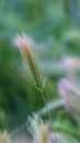 Vertical Close up of grasses with slim green stems topped with thread like white spikes