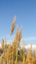 Vertical Close up of grasses with view of mountain and blue sky in the blurred background Royalty Free Stock Photo