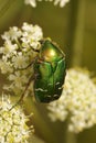 Vertical close up on the green metallic Rose Chafer, Cetonia aurata, sitting on a white flower Royalty Free Stock Photo