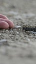 Vertical Close up of hand of a person and fuzzy black caterpillar against rocky ground