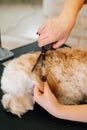 Vertical close-up high-angle view of female groomer cutting head of obedient curly dog Labradoodle by hairdressing Royalty Free Stock Photo