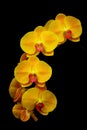 Vertical close up of hybrid yellow phalaenopsis orchids Royalty Free Stock Photo