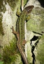Green lizard on a stone close-up Royalty Free Stock Photo