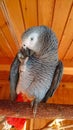 CLOSE UP: Lovely domesticated African grey parrot sharpens its claws with beak