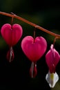 Vertical close up macro image of vibrant pink bleeding heart flowers Royalty Free Stock Photo