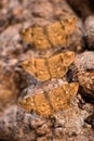 A vertical close up macro photograph of three brown moths