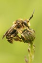 Vertical close up of a male Yellow loosestrife bee, Macropis europaea Royalty Free Stock Photo