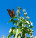 Vertical close-up of a Monarch butterfly resting on a plant leaf with a blue sky in the background Royalty Free Stock Photo