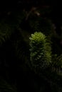 Vertical close-up of Monkey Puzzle tree branches Royalty Free Stock Photo