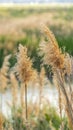 Vertical Close up of natural brown grasses growing around a lake viewed on a sunny day Royalty Free Stock Photo