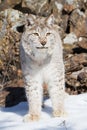 Vertical close-up of North American Lynx