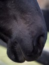 Vertical close up of nostrils and lips of a Hannoverian horse Royalty Free Stock Photo