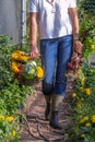Woman - Harvest in the organic vegetable garden