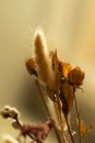 Vertical close-up of the ovoid haretail (Lagurus ovatus) plant