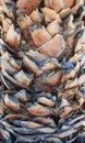 Vertical Close-up of Palm Tree Trunk