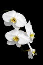 Vertical close up of phalaenopsis white orchids hanging against black background Royalty Free Stock Photo