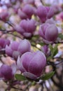 Photo of a branch of flowering magnolia tree with big bright purple flowers Royalty Free Stock Photo