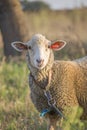 Close-up of cute white ewe on leash looking directly at camera. Curious sheep with friendly face. Shallow depth of field Royalty Free Stock Photo