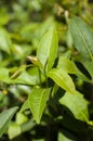 Close-up photo of the tea tree leaves for white tea over background of tea tree