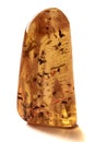 A vertical close up of polished piece of amber, fossil resin with several insects isolated on white background