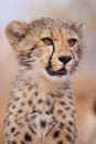 Vertical close up portrait of baby cheetah looking alert in Kruger National Park South Africa Royalty Free Stock Photo