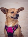 Vertical close-up portrait of cute dog in nature Royalty Free Stock Photo