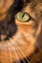 A vertical close up portrait photograph showing a single green eye and half the face of the ginger cat Royalty Free Stock Photo